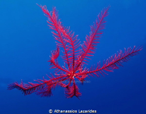 Feather star by Athanassios Lazarides 